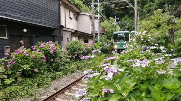 Hydrangea Hiking in Kamakura