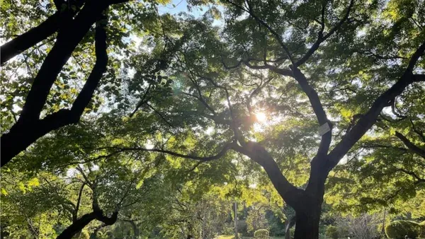 Forest Bathing for UX and Creative Professionals