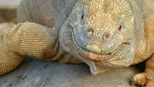 Exploring Ecuador and the Galápagos Islands