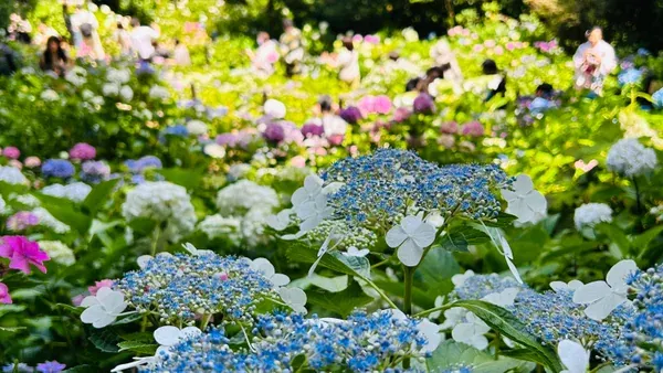 Hydrangea Viewing and Kamakura Alps Hiking