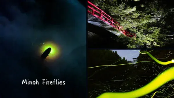 Minoh Firefly Forest Night Walk
