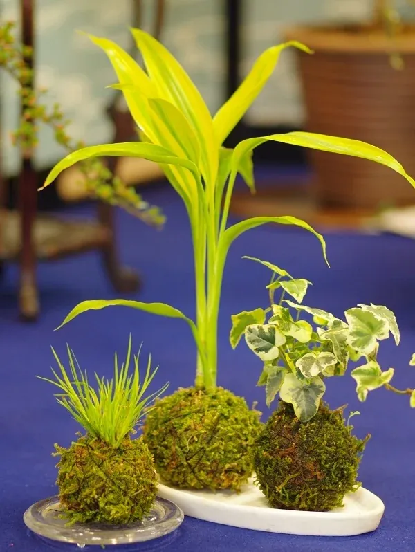 Kokedama Workshop