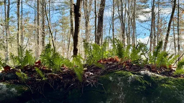 Sunnybrook Park Hike