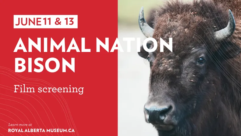 Film Screening: Animal Nation – Bison