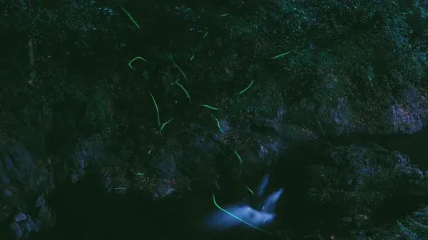 Minoh Waterfall Firefly Viewing Hike