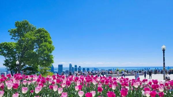 Mont-Royal Hiking and Stair Climb